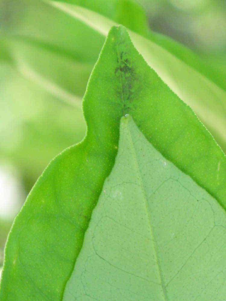              Margin (Winter Haven, FL)       